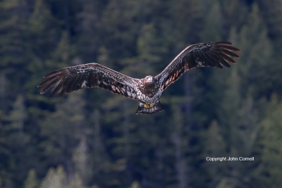 Bald-Eagle;British-Columbia;Canada;Eagle;Flying-Bird;Haliaeetus-leucocephalus;Ph